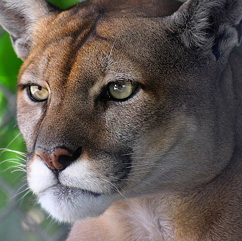 Cougar, cats, face, animals HD wallpaper