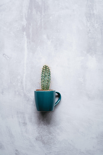 Miscellanea, Miscellaneous, Texture, Cup, Wall, Cactus, Indoor Plant, Houseplant, Mug HD phone wallpaper