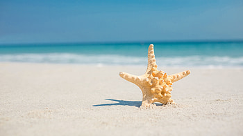 Closeup View Of Star Seashell On White Beach Sand In Blue Sky Ocean Background Nature HD wallpaper
