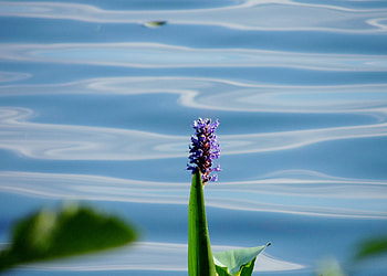 One Flower By The Lake, Lake, Nature, graphy, Flower HD wallpaper