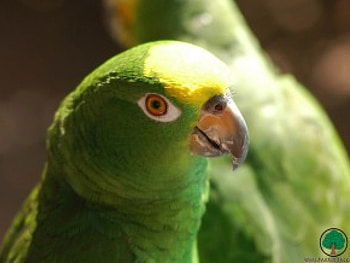 adi, birds, animals HD wallpaper