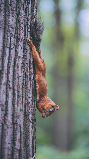 Funny, Animals, Squirrel, Wood, Tree, Animal, Rodent HD phone wallpaper