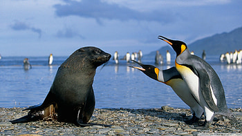 what do you mean we can't fly?, sea, seal, penguins, stones HD wallpaper