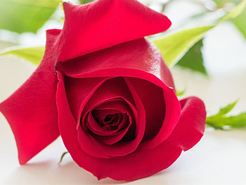 Red Rose, rose, bud, flower, red, nature, macro HD wallpaper