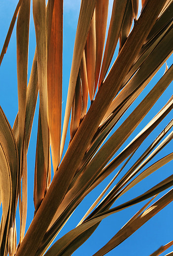 Nature, Sky, Leaves, Palm, Branch, Dry HD phone wallpaper