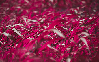 Grass, Leaves, Pink, Plant, Macro HD wallpaper