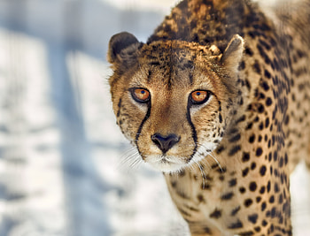 Cheetah Close Up, cheetah, animals, predator HD wallpaper