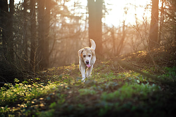 Labrador Retriever, labrador-retriever, dog, animals, labrador HD wallpaper