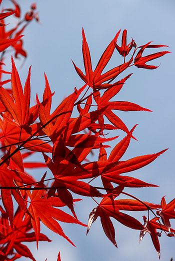 Nature, Sky, Leaves, Branch, Maple HD phone wallpaper