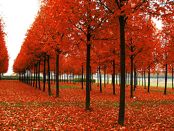 Welcome autumn!!!, field, landscape, autumn, nature, tree HD wallpaper