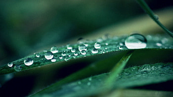 Grass, Drops, Macro, Shine, Light, Dew HD wallpaper