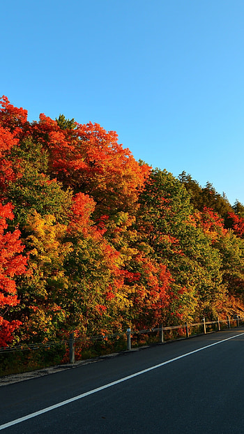 Latest, Trees, Background HD phone wallpaper