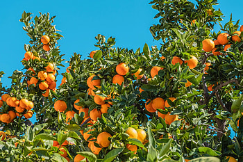 Average weight of orange, Fruit facts, Orange nutrition, Healthy lifestyle HD wallpaper