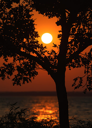 Water, Trees, Sunset, Dark, Glare, Branches HD phone wallpaper