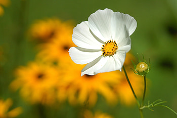 Flowers, Grass, Flower, Petals, Blur, Smooth HD wallpaper