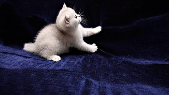 Animals, Fluffy, Kitty, Kitten, Paws HD wallpaper