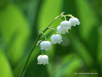 White Bells, white, flowers, bells, stem HD wallpaper