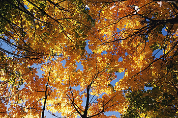 Nature, Trees, Autumn, Leaves, Top, Crown, Branches, Branch, Tops, Crowns HD wallpaper