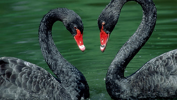 Black Swan, , Background , Bird HD wallpaper