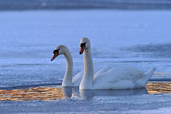 Animals, Winter, To Swim, Swim, Swan HD wallpaper