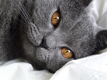 Chartreux Cat, French origin, Natural hunting skills, Affectionate companion HD wallpaper