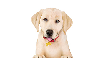 Marley and Me: The Puppy Years, Fun-filled adventure, Adorable puppies, Family-friendly HD wallpaper