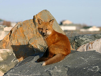 Animals, Stones, Fox, Young, Shadow, Joey, Danger HD wallpaper