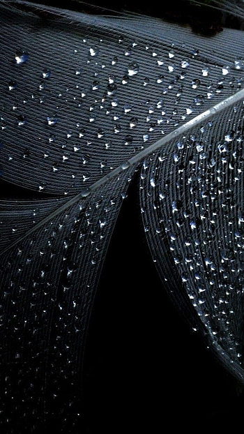 Full Black, Dark Leaf HD phone wallpaper