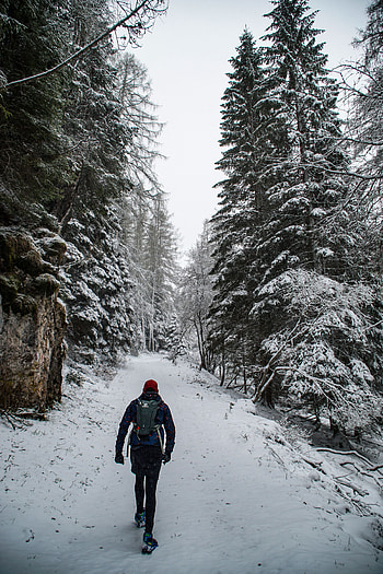 Winter, Nature, Trees, Snow, Forest, Tourist HD phone wallpaper