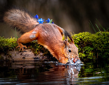 Squirrel, animal, tail, water HD wallpaper
