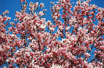 Flowers, Sky, Branches, Bloom, Flowering, Spring, Magnolia HD wallpaper
