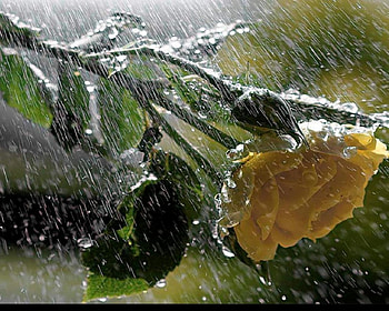 Yellow rose, rose, friendship, friens, yellow HD wallpaper