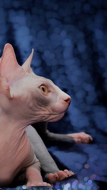 Sphynx cat, Enigmatic allure, Elegant pose, Striking features HD phone wallpaper