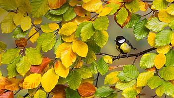 Sinichka on Autumn Branch, Branch, Autumn, Sinichka, on HD wallpaper