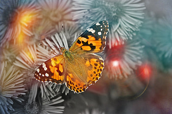 ~Butterfly~, animal, nature, , butterfly HD wallpaper