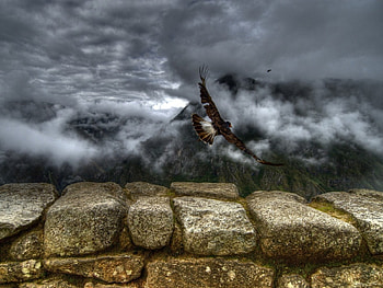 Fly-high, bird, fly-high HD wallpaper
