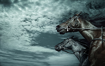 Animals, Horses HD wallpaper
