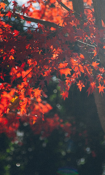 Maple tree leafs, background, Stunning , resolution HD phone wallpaper