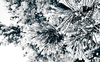 Macro, Branches, Fir, Spruce, Needles HD wallpaper