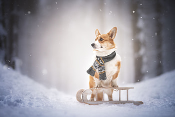 Sled, Corgis HD wallpaper