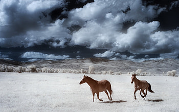 Horses in winter, animal, winter, snow3, horse HD wallpaper