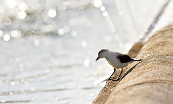 Animals, Shore, Bank, Shine, Light, Bird, Seagull, Gull HD wallpaper