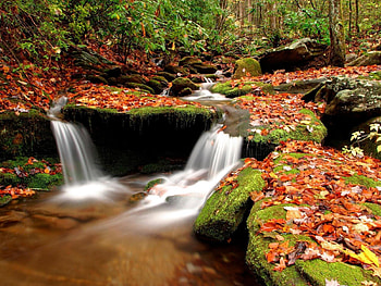 Nature, Water, Rivers, Stones, Autumn, Leaves, Forest, Moss, Source HD wallpaper