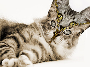 Sorpresa!!!, open, inside, black, brown, fantasy, zipper, cat HD wallpaper