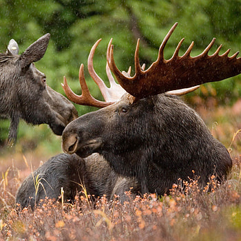 Moose, Stunning , Impressive backgrounds, Nature's beauty HD phone wallpaper