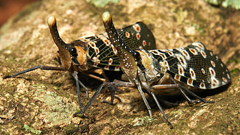 Pyrops, Insects HD wallpaper