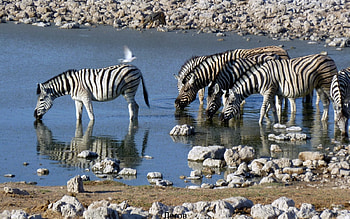 Zebras by Water, bird, animals, Africa, water, rocks, zebras HD wallpaper
