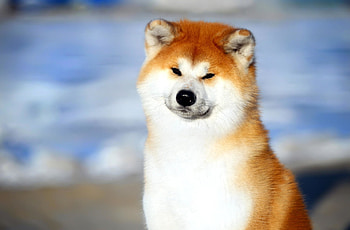 Hokkaido Dog, Cute akita dogs, Cute gentle loyal dog HD wallpaper