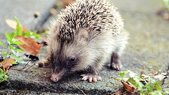 Cute hedgehog , background HD wallpaper