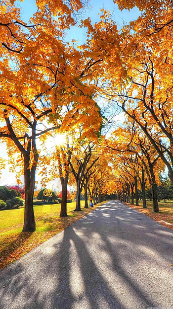Fall , , , Laptop HD phone wallpaper